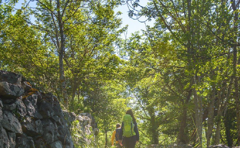 Deux randonneurs sur un sentier forestier bordé de rochers, sous une hêtraie en pleine lumière.
